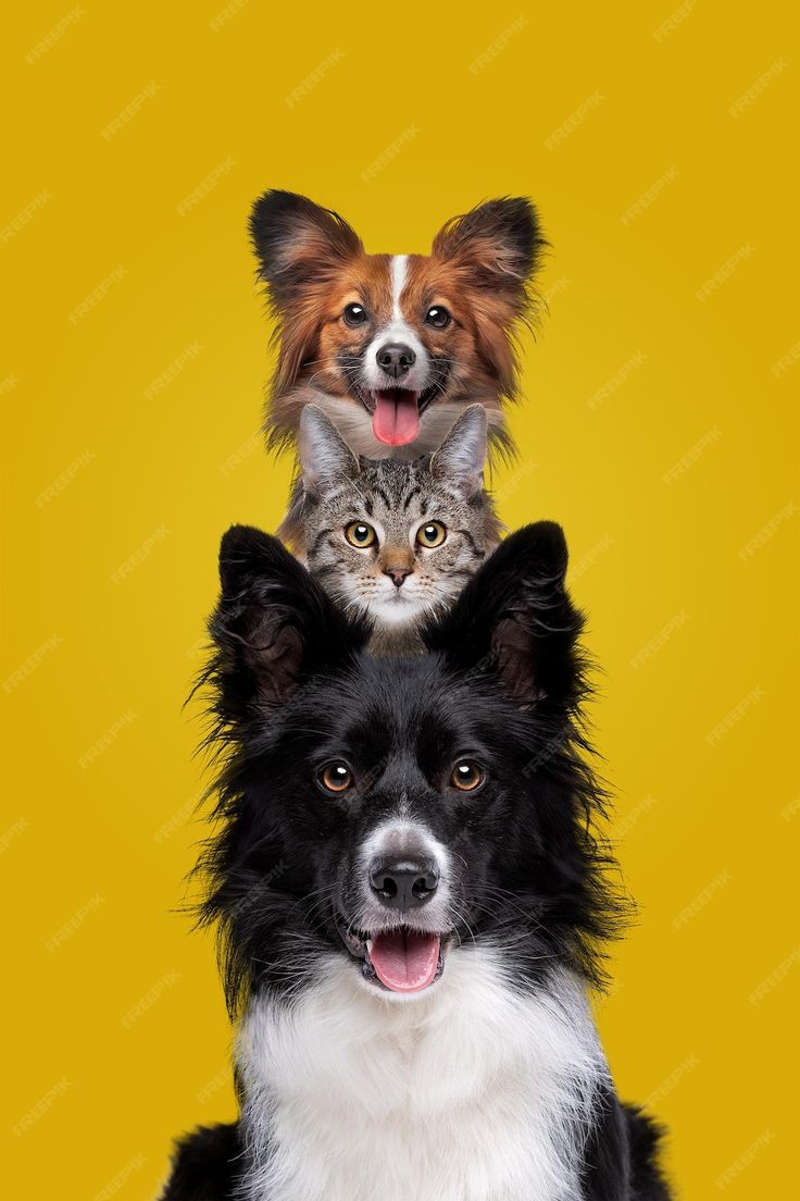 MascotaClub